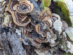 Trametes versicolor