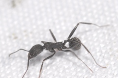 Aphaenogaster senilis