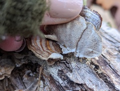 Trametes versicolor
