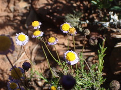 Felicia muricata