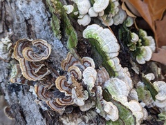 Trametes versicolor