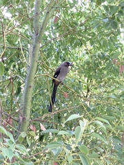 Dendrocitta formosae formosae