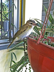 Vireo chivi