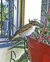 Vireo chivi