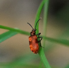 Lemodes coccinea