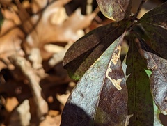 Stigmella betulicola