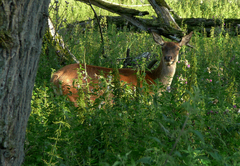 Cervus elaphus