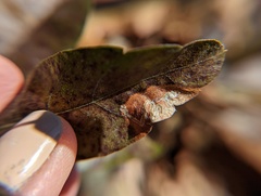 Stigmella betulicola