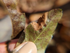 Stigmella betulicola