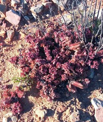 Crassula ciliata