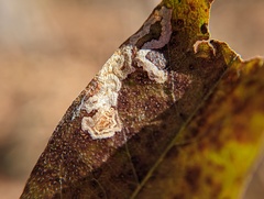 Stigmella betulicola