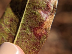 Stigmella betulicola