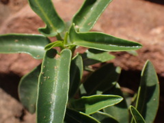 Jatropha capensis