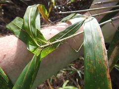 Arundinaria tecta