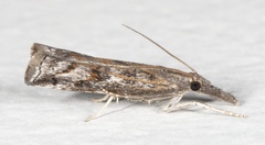 Neodactria luteolellus