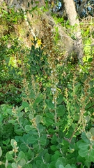 Lyonia fruticosa