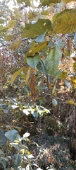 Alnus nepalensis