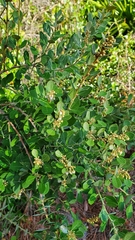 Lyonia fruticosa