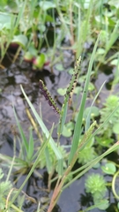 Paspalum distichum