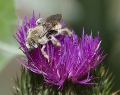 Diadasia