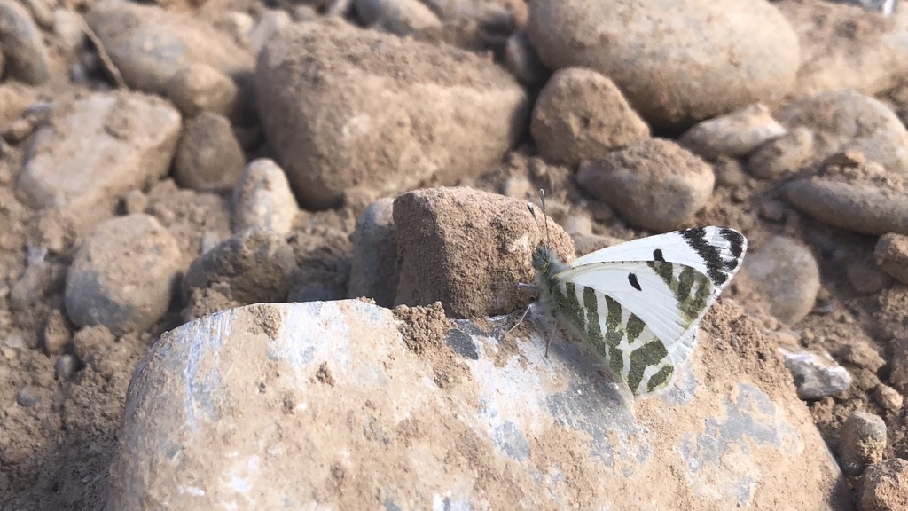 Scarce Green-striped White