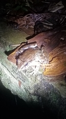 Limnonectes macrodon