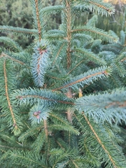 Picea abies