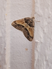 Frederickia hypaethrata