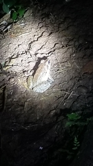 Limnonectes macrodon