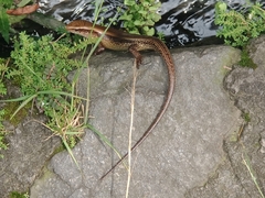 Eutropis multifasciata