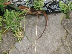 Eutropis multifasciata