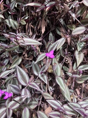 Tradescantia zebrina zebrina