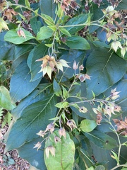 Trichodesma calycosum