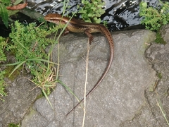 Eutropis multifasciata