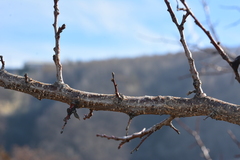 Prunus armeniaca