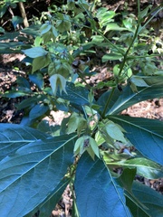 Trichodesma calycosum