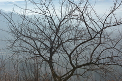 Prunus armeniaca