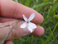 Chironia