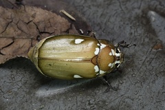 Melolontha maculata