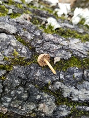 Simocybe serrulata