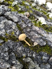 Simocybe serrulata