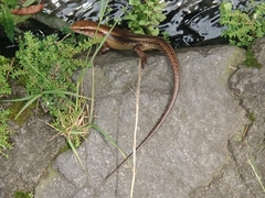 Eutropis multifasciata