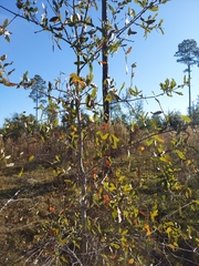Quercus incana