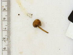 Simocybe serrulata