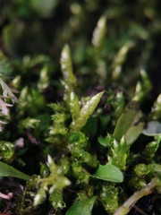 Brachythecium albicans