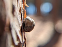 Reticularia
