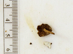 Simocybe serrulata