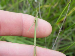 Chironia