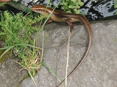 Eutropis multifasciata