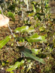 Quercus incana